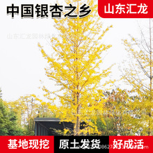 中国银杏之乡批发2-80公分银杏树绿化工程庭院种植银杏树基地直销