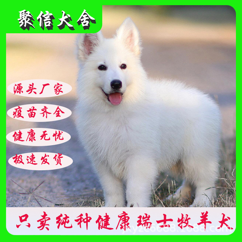 出售纯种瑞士牧羊犬幼犬活体看家护院宠物犬白色德牧护卫犬狗狗