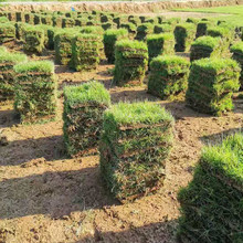 土真草皮耐寒耐旱绿化草坪细叶结缕草农户自家花场直供园艺园林