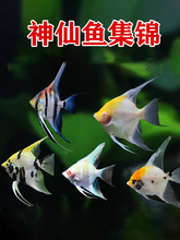 热带观赏小鱼神仙鱼燕鱼秘鲁埃及七彩好养活鱼小型淡水孔雀鱼苗