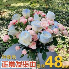 七夕玫瑰花香槟玫瑰橙色泡泡玫瑰花束48种植基地正常发中一件批发