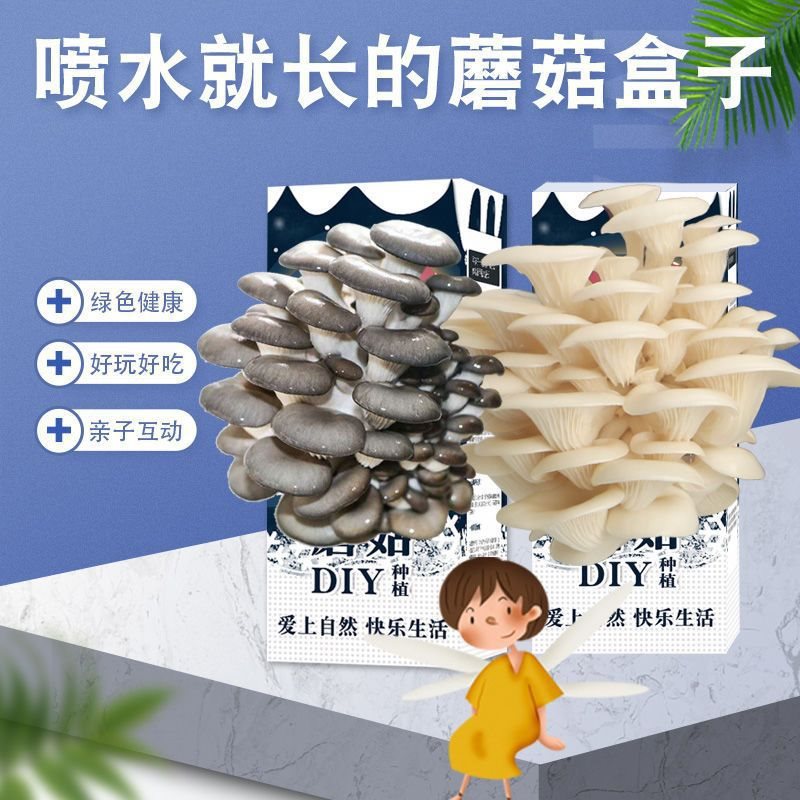 平菇菌种蘑菇盒子蘑菇菌包食用菌家庭种植儿童礼品精灵菌菇包