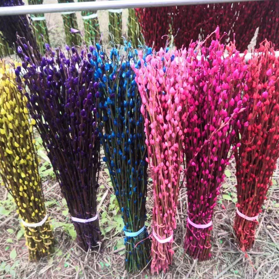 银柳七彩柳,自产自销,1米5高,成都发货,现货,运费不包.