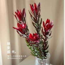 木百合似叶非叶,似花非花。耐养家用办公室插花。绿植水培水养