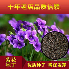 紫花地丁种子地被花卉花籽庭院花种绿化耐荫四季室外耐寒易活