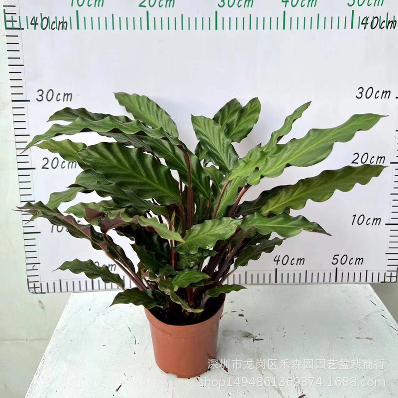 紫背波浪彩虹竹芋飞羽竹芋孔雀新款耐寒镇宅树旺宅招财室内观叶花