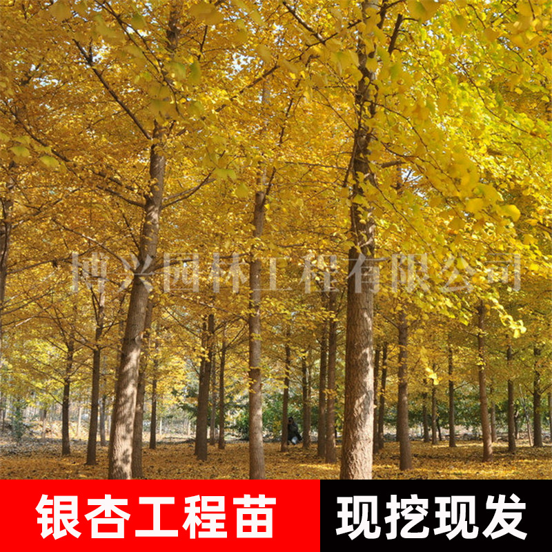 银杏树苗白果小苗园林落叶美观园林植物乔木行道绿化苗木银杏树