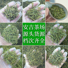 安吉绪言茶场直销批发2023年新茶原产地白茶批发250g明前散装绿茶