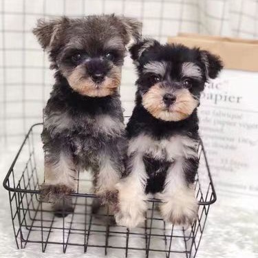 雪纳瑞幼犬纯种 不掉毛雪纳瑞狗小型犬老头狗 家养雪纳瑞宠物狗狗