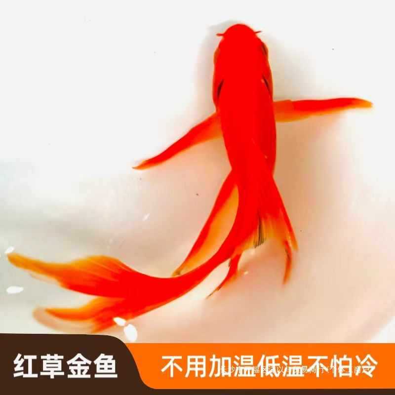 红草金鱼好养耐活长尾大红草观赏鱼锦鲤活体冷水鱼锦鲫红草淡水鱼