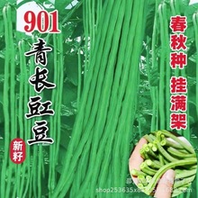 长青豆角种子901青豇豆种子翠绿色长豆角大棚露天可大田用种