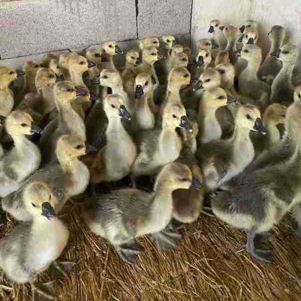 纯种狮头鹅批发价格狮头鹅脱温苗幼苗活物正宗狮头鹅活体幼崽种蛋