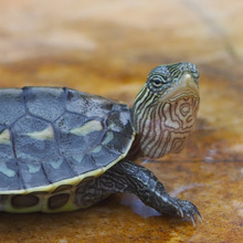 佛州甜甜圈龟活体宠物乌龟活体淡水两栖观赏龟大河甜甜圈包邮包活