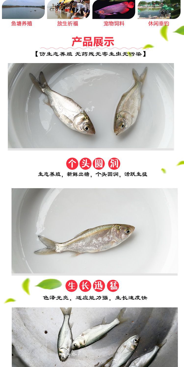 白鲢鱼苗鲢鳙水鲢跳鲢鲢子花鲢鱼苗淡水鱼苗活体草鱼鲤鱼四大家鱼