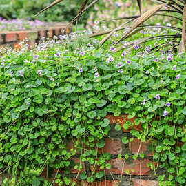 多年生宿根地被植物堇可地栽垂吊花园室外耐阴耐晒花卉盆栽苗