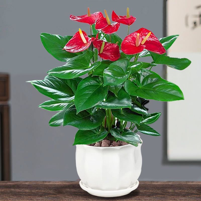 红掌水培好养绿植客厅鸿运当头四季花卉植物办公室内一帆风顺盆栽