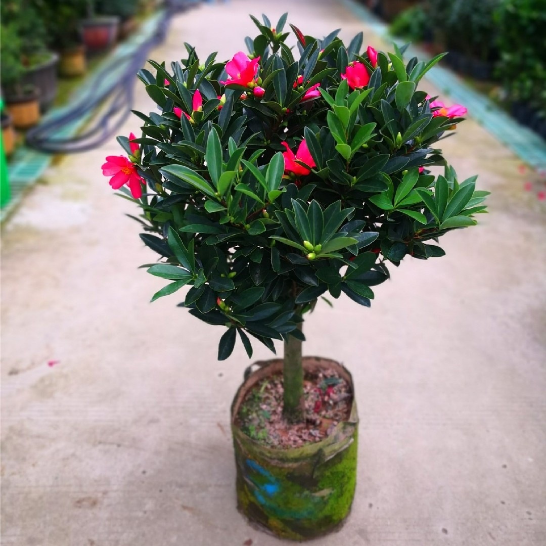 山茶花苗庭院室内好养植物多色浓香型花卉四季杜鹃红山茶花盆栽大苗四