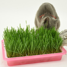 卡罗弗猫草种子无土水培懒人专用易种植猫草助消化猫咪零食小麦苗