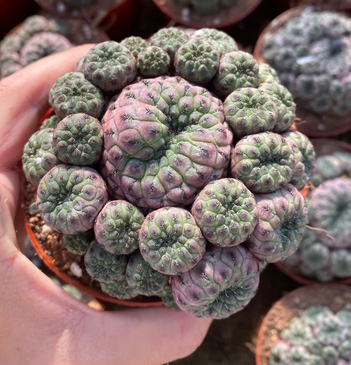 紫丽丸 仙人球 群生带侧芽  8-10厘米 多肉植物盆栽 基地批发