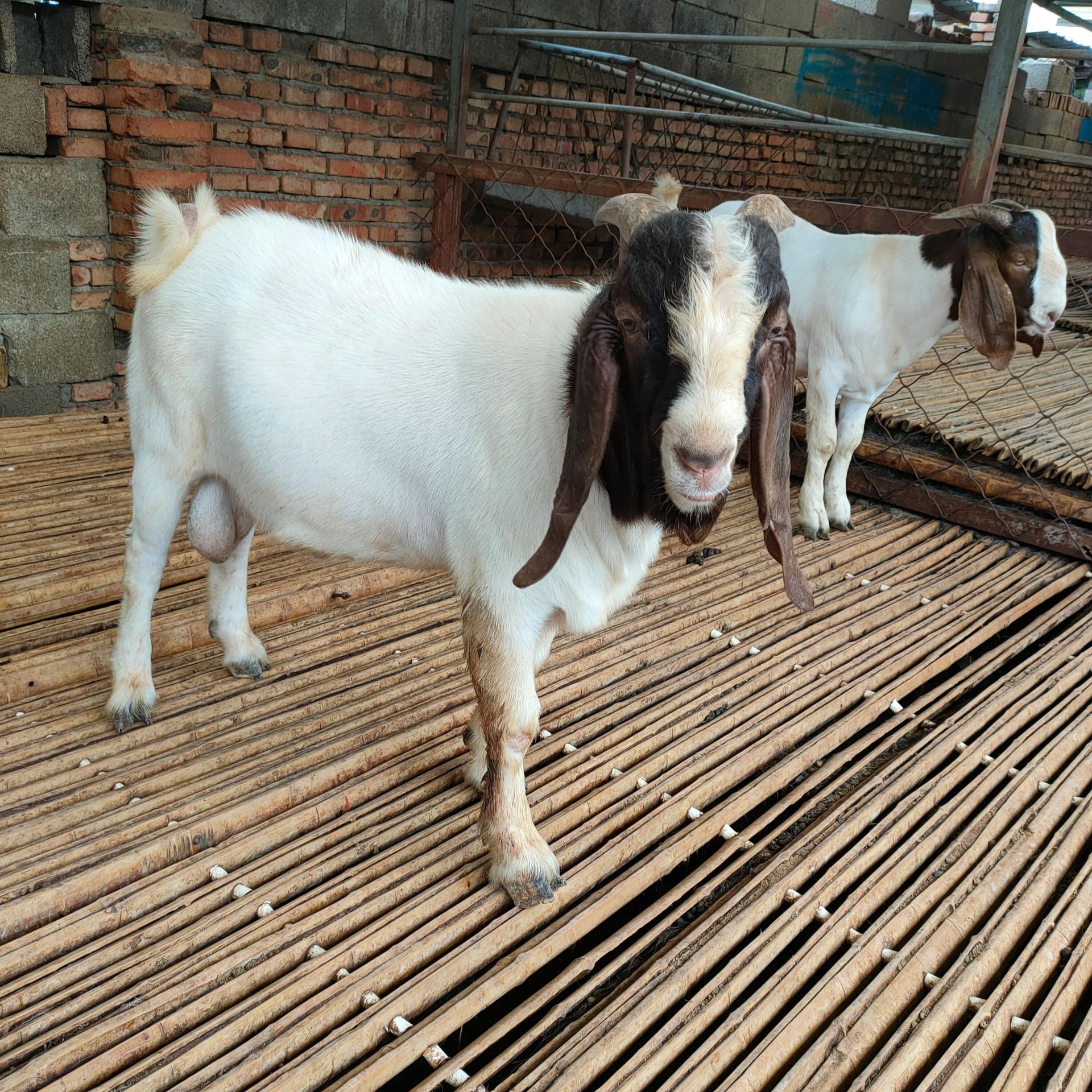 会自己吃草的波尔山羊母羊羊羔出售 30斤种公羊羊苗【2只起包邮】