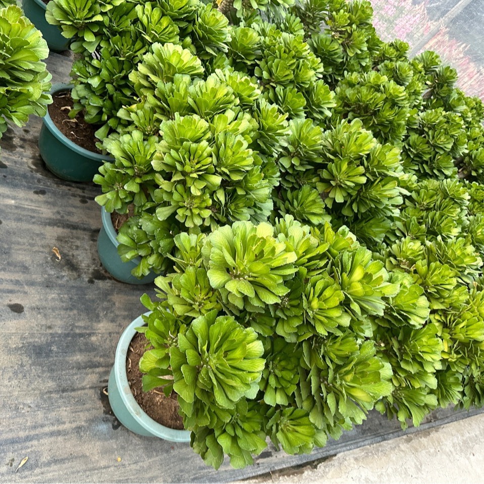 基地批发扇贝麒麟大戟科多头群生多肉沙生植物 造型独特-阿里巴巴