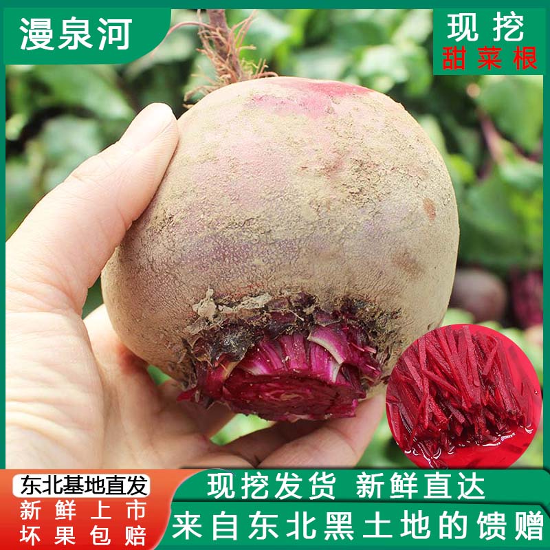 新鲜甜菜根 东北基地上市 红菜头 紫菜头 蔬菜农产品坏果必赔