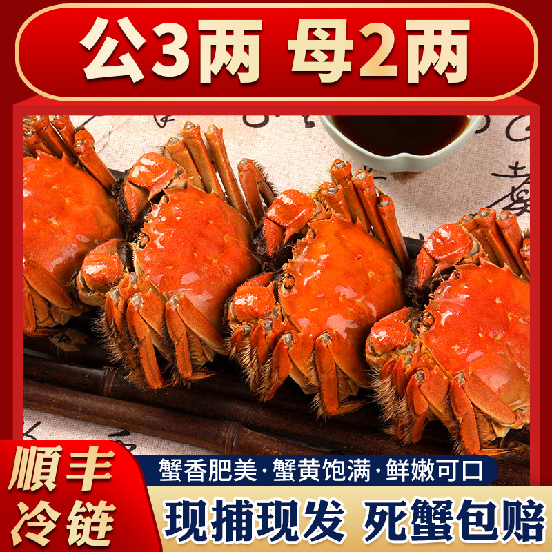 精美礼盒装公3两母2两大闸蟹鲜活特大螃蟹现货黄公母蟹礼盒海鲜水