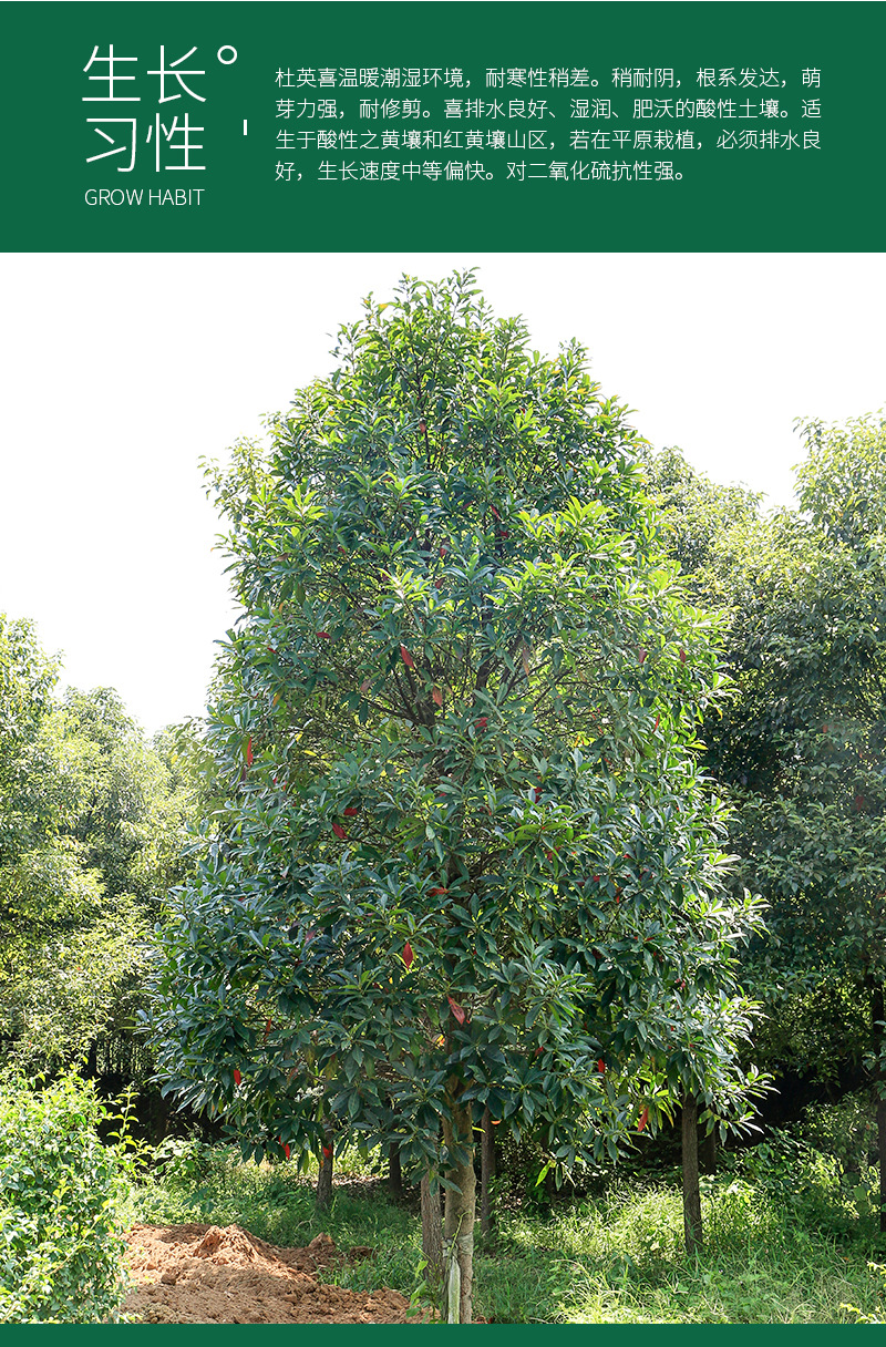 湖南杜英乔木基地苗木直供杜英树截杆移植杜英绿化行道树木桩批发