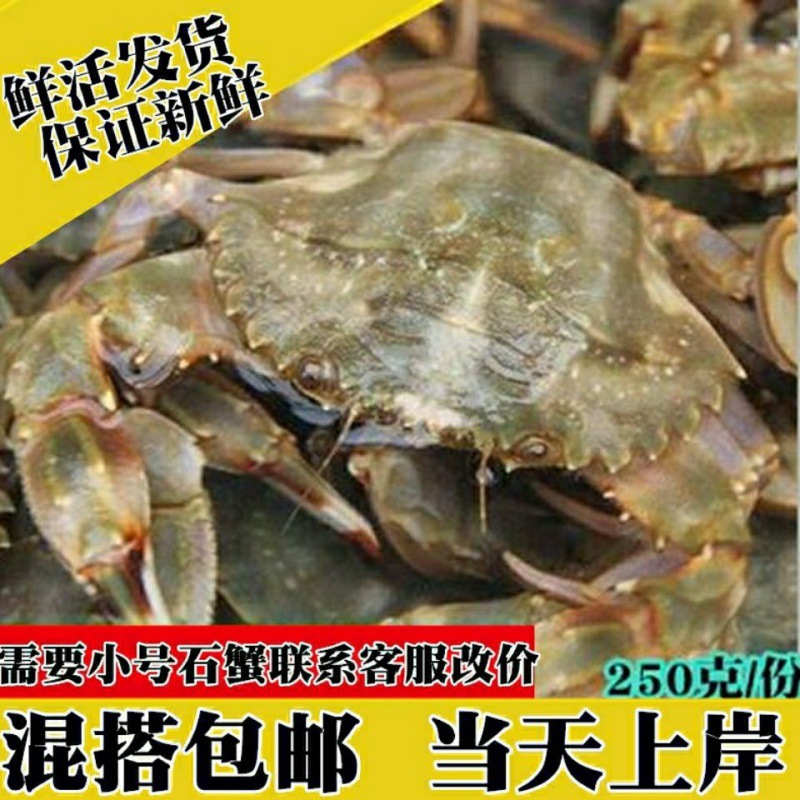 石头蟹鲜活石蟹大花盖蟹赤甲红蟹红花石蟹带壳海捕冰鲜大螃蟹厂家