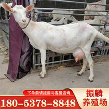 高产奶奶山羊 萨能奶山羊出售中 小奶羊苗产奶量高 莎能奶山羊