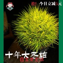 黄金姬菖蒲 日本菖蒲草宜兴紫砂盆中式办公室客厅【唐伯虎盆栽】