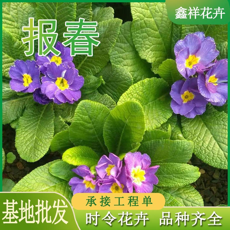 报春花基地批发小种樱草报春花  冬季花卉黄色混色年宵花盆七重楼