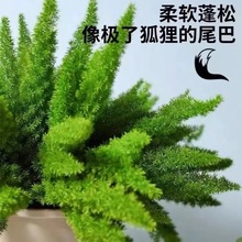 狐尾天门冬盆栽植物庭院花园阳台绿植四季常青高档花卉九尾狐易养