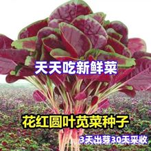 花红圆叶苋菜种子圆叶速生蔬菜种子春季四季阳台庭院盆栽红圆苋菜