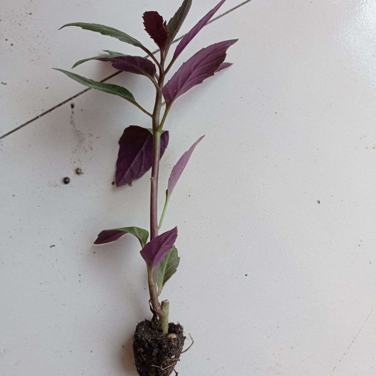 紫背天葵苗子紫背菜高钙菜观赏食用盆栽蔬菜