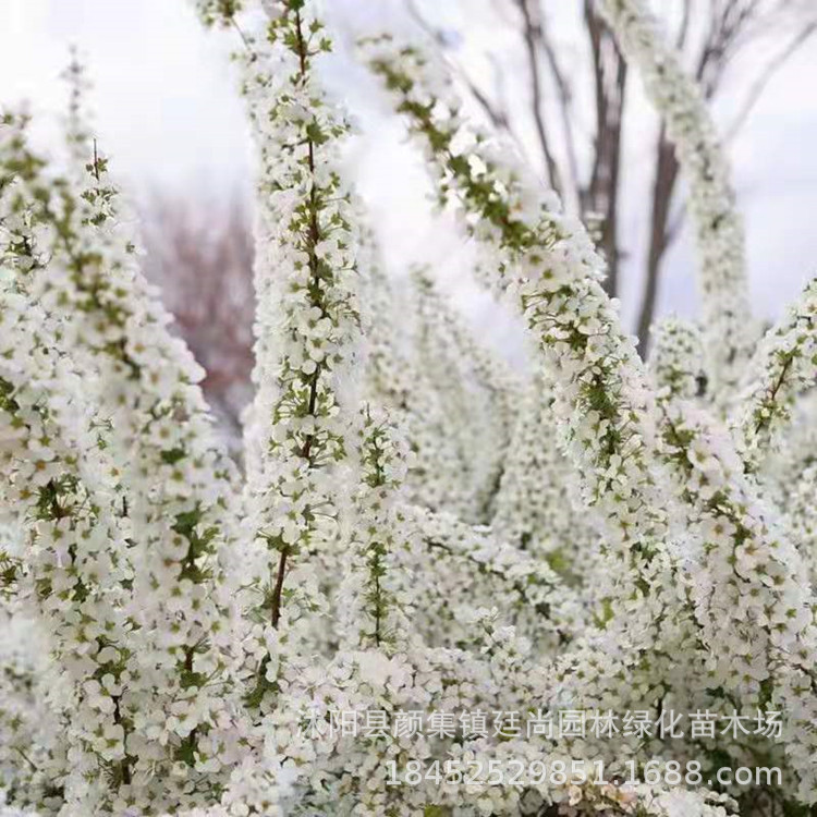 珍珠梅 丛生珍珠梅 东北珍珠梅 喷雪花珍珠梅植物树苗