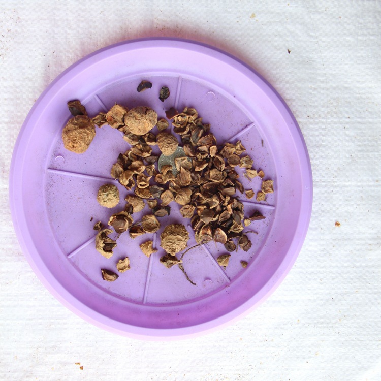 新采池杉种子 厂家直销 池杉种子 水杉种子 品种 绿化苗木