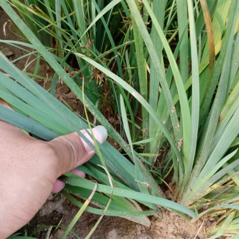 批发厂家批发香蒲苗水烛小基地供应挺水植物人工湿地公园花卉