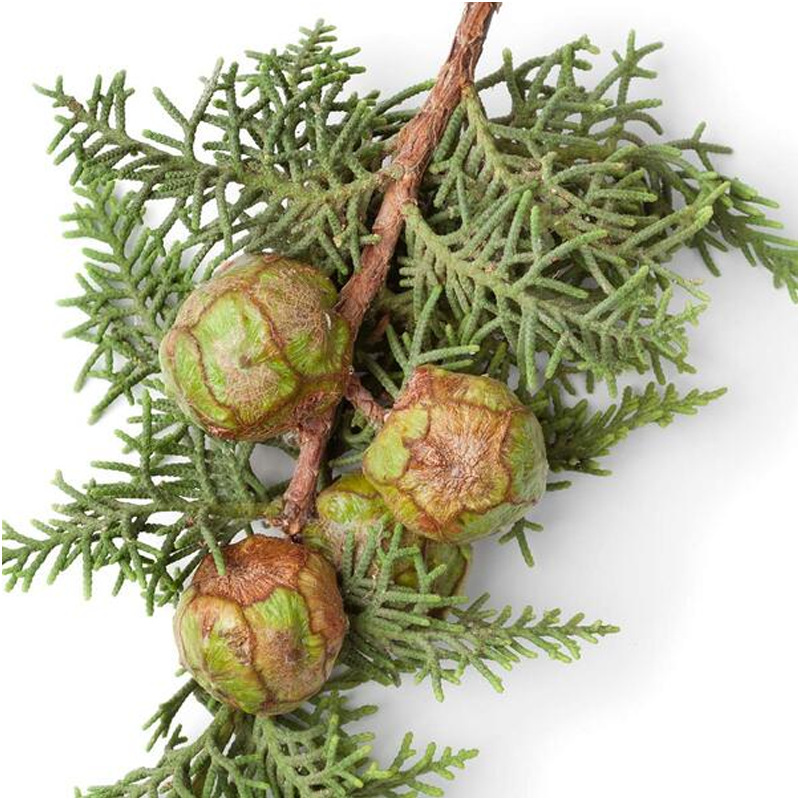 阿甘树澳洲蓝丝柏精油callitris intratro.pica