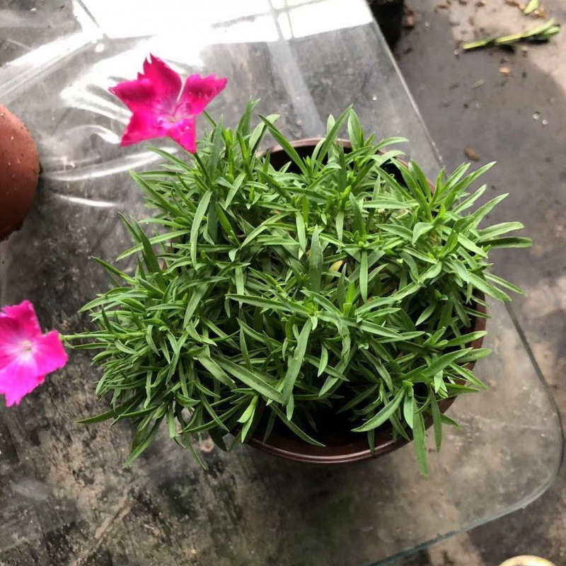 日本皋月杜鹃岸牡丹紫色重瓣花卉稀有品种重瓣带香味盆栽室内