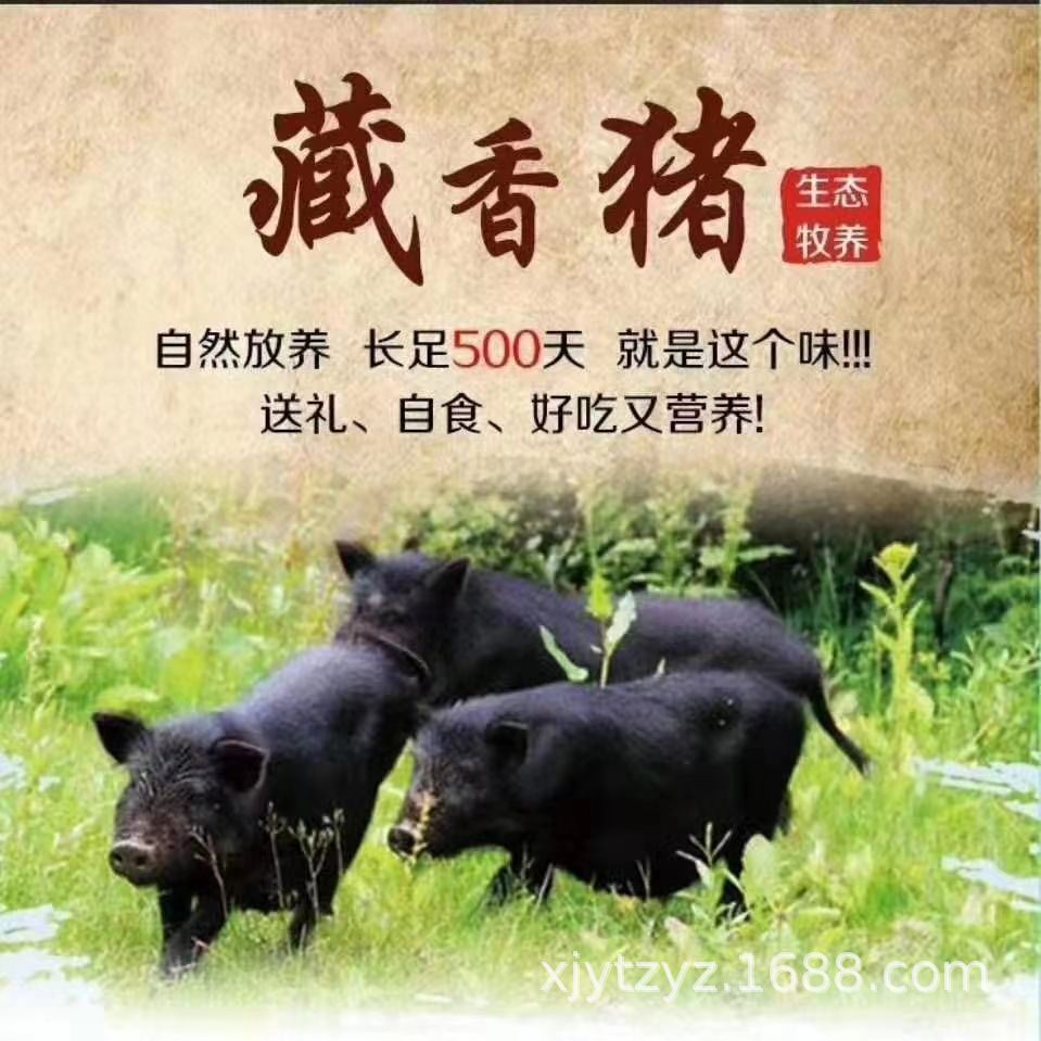 土猪藏香猪