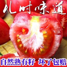 西红柿甘肃戈壁西红柿新鲜自然熟番茄当季蔬菜现摘普罗旺斯包邮