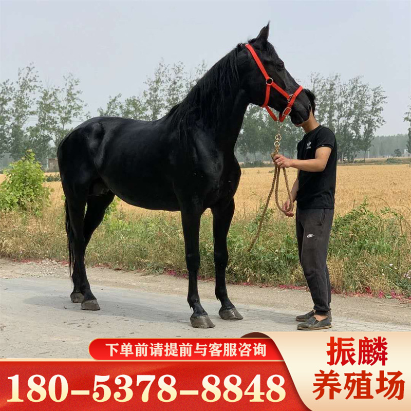 娱乐场所用马 纯血马半血马跑马赛马马匹个人骑乘马