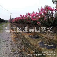 成都苗木 紫薇花瓶 产地直销 质量保证 规格品种齐 一站购齐