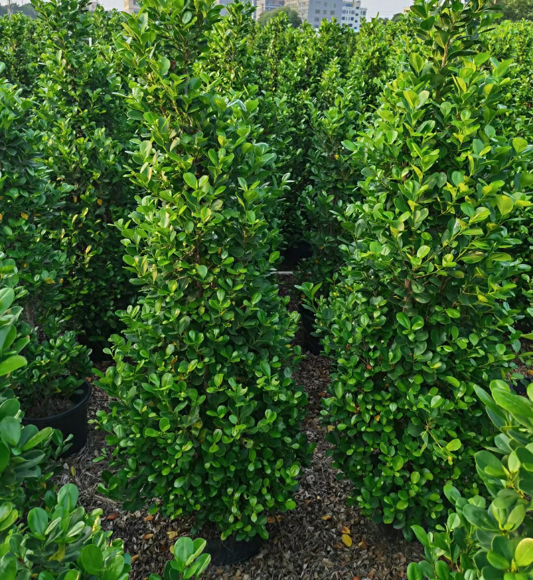 火山榕 金钱榕 绿篱花苗 榕树 中山绿植灌木基地批发