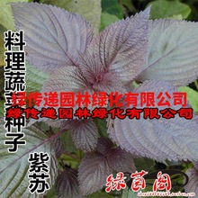 紫色紫苏种孑食用药膳紫叶苏绿苏子野生野菜特色菜四季蔬菜种子籽