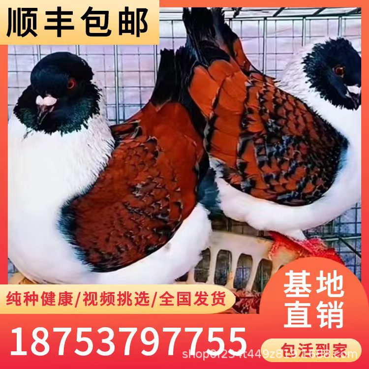 大型元宝鸽活体 红色公斤元宝鸽种鸽 活体鸽子全国发货包邮-阿里巴巴