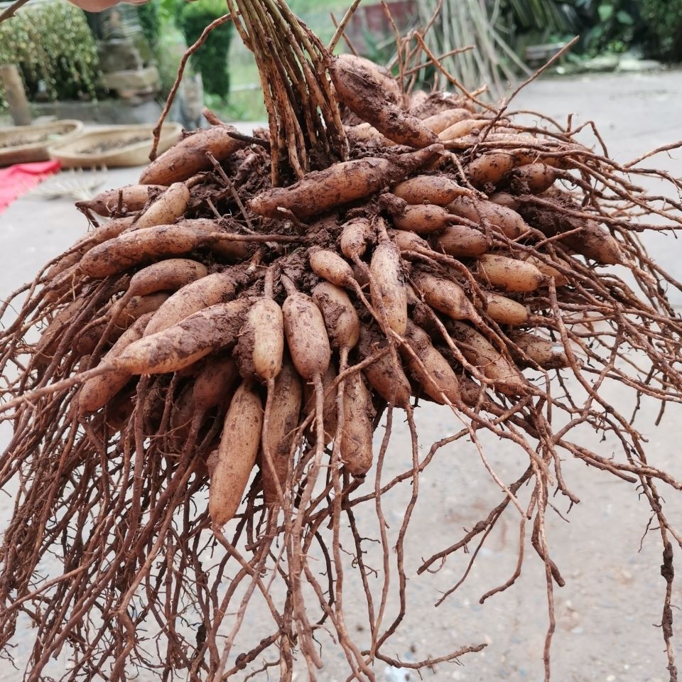 四川天冬草泡酒新鲜天门冬川天冬根新货大门冬根