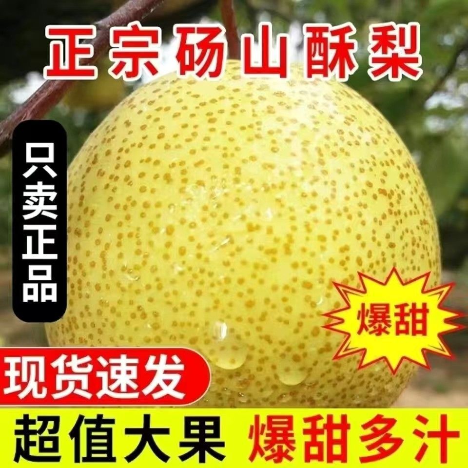 批发价正宗安徽砀山酥梨汤山梨子脆甜当季现摘新鲜水果5/10/1整箱