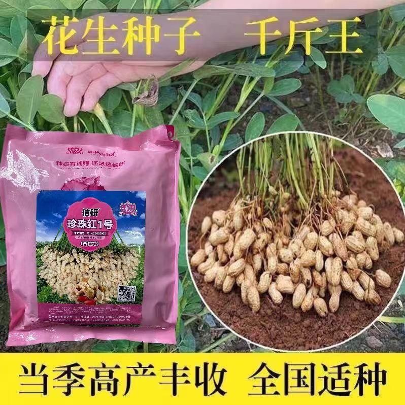 两粒红花生种子高产高油花生珍珠红1号榨油专用花生种子菜农专用